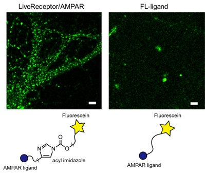 LiveReceptor AMPAR                              内源性AMPA型谷氨酸受体（AMPAR）活细胞成像试剂