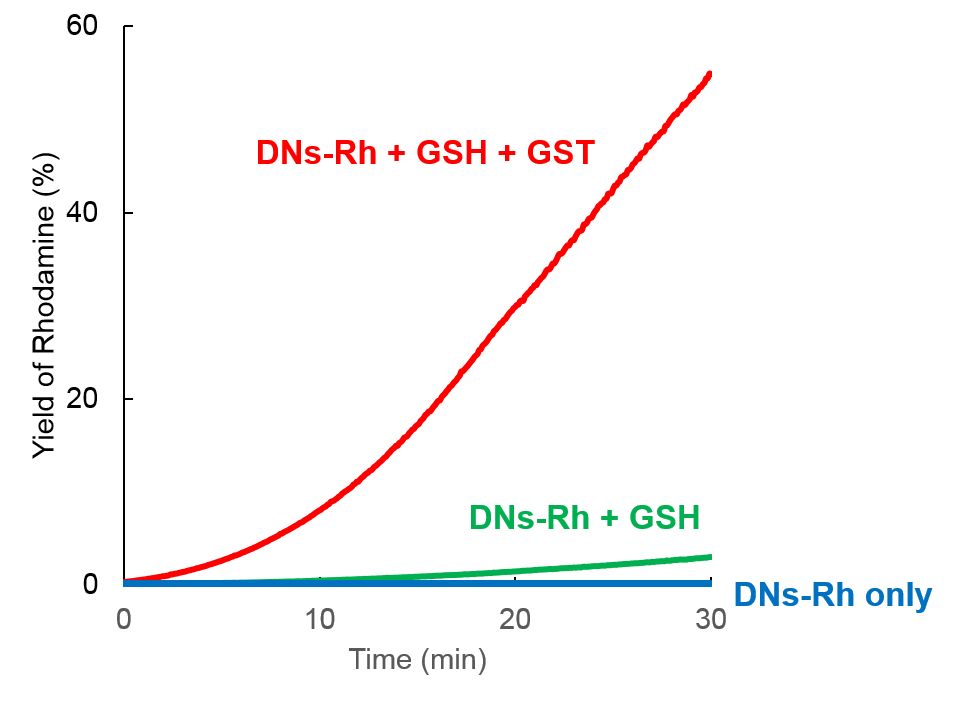 DNs-Rh ＜Cell-based GST Activity Assay Reagent＞                              可用于活细胞的GST活性检测探针