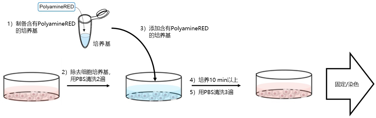 ​用于检测细胞内多胺的荧光试剂PolyamineRED