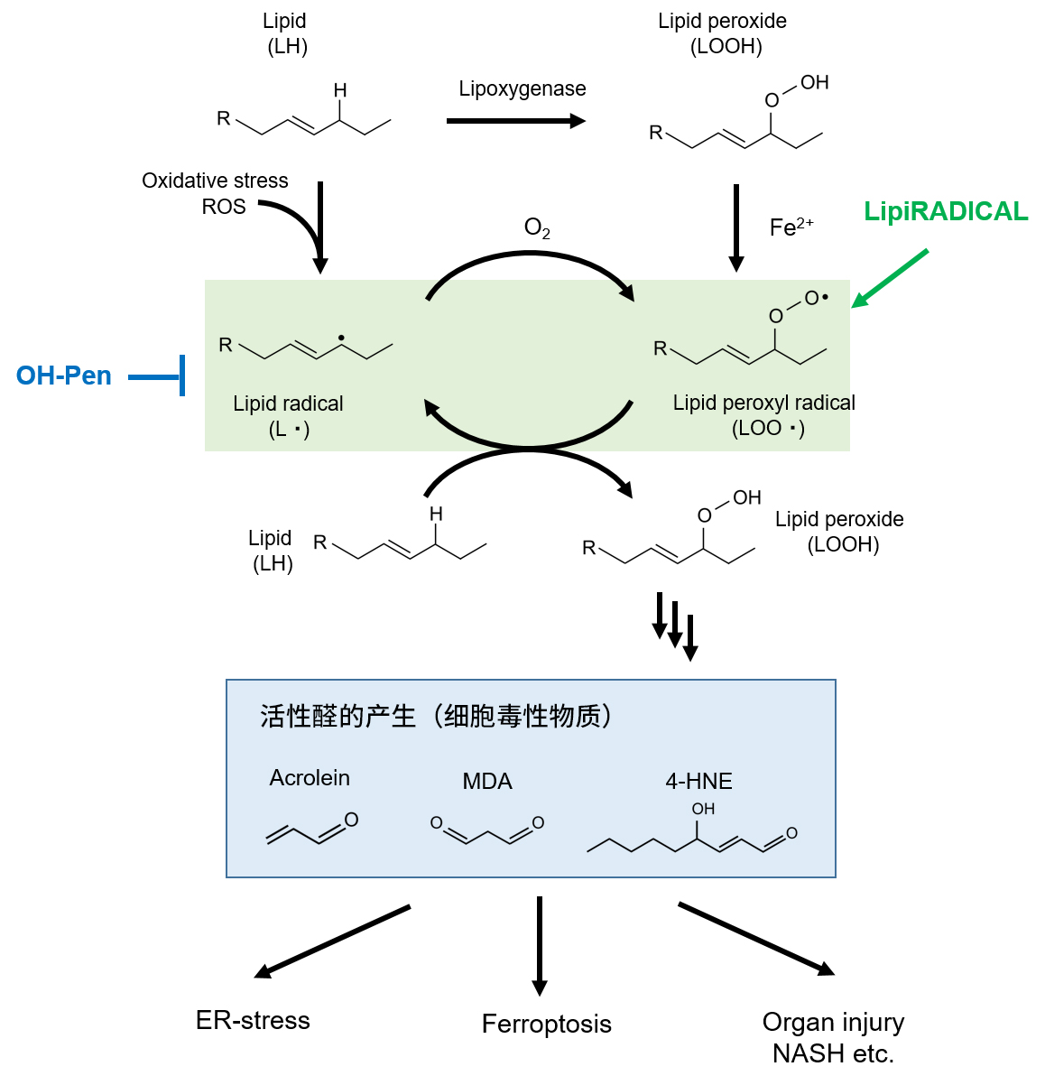 LipiRADICAL Green（检测试剂）/OH-Pen（抑制物质）                              脂质过氧化研究的新工具！脂质自由基检测试剂和抑制物质