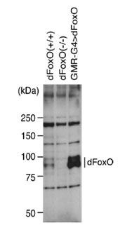 抗dFoxO多克隆抗体