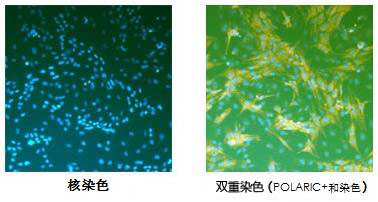 POLARIC™ 活细胞荧光变色溶剂