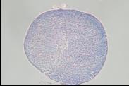 CiMS™ 人间充质干细胞用无血清培养基                              已确认向骨骼、脂肪、软骨的分化能力
