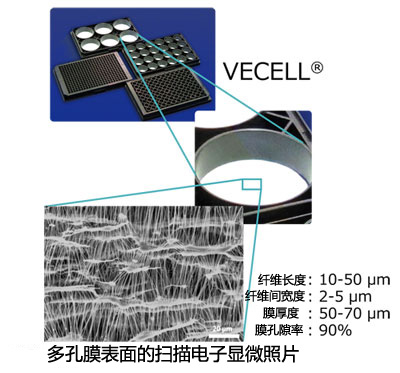VECELL® 3D细胞培养板                              VECELL® 3D Cell Culture Plate