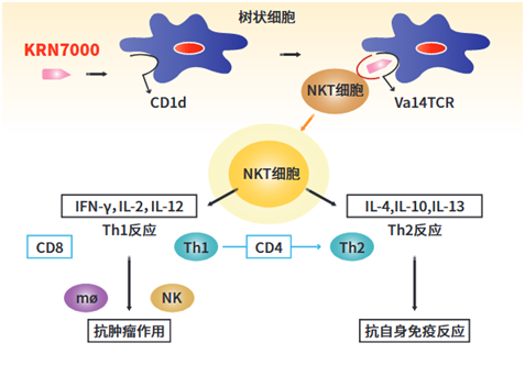 NKT 细胞激活剂                              KRN 7000