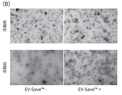 EV-Save™ 细胞外囊泡保存稳定剂                              细胞外囊泡保存稳定剂