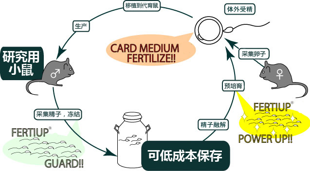 小鼠精子冻存液和体外受精培养基                              FERTIUP ®  &CARD MEDIUM ®