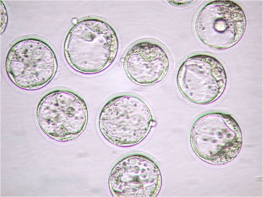 mR1ECM（大鼠胚胎体外培养）