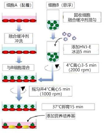 GenomONE ® 仙台病毒包膜细胞融合试剂                               GenomONE ® - CF  EX SeV-E (HVJ-E) Cell Fusion Reagents