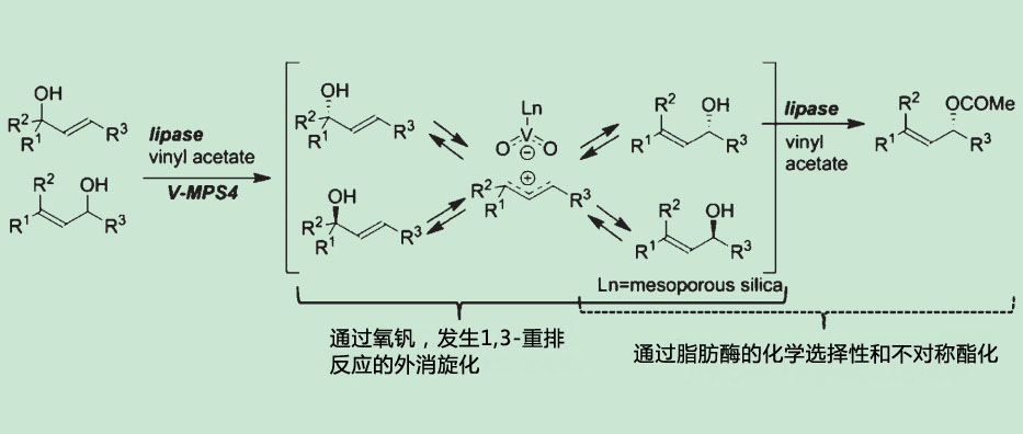 V-MPS4                              脂肪酶催化的动态光学拆分法