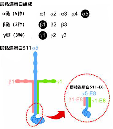 细胞培养基质 层粘连蛋白511                              iMatrix-511