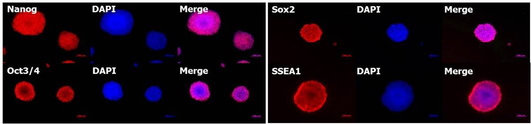 mESF 小鼠ES细胞培养基础培养基 / mESF 添加物                              mESF Basal Medium/mESF Supplement Set(×100)