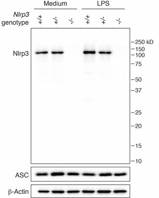 NLRP3抗体                              anti-NLRP3/NALP3, mAb