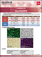 兔源Iba1抗体，有标签                              Anti Iba1, Rabbit (for Immunocytochemistry)