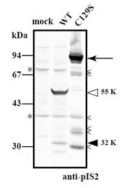 抗P94/钙蛋白酶3多克隆抗体