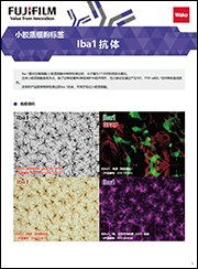 鼠源Iba1抗体，无标签，单克隆抗体（NCNP24）                              Anti Iba1, Monoclonal Antibody (NCNP24)