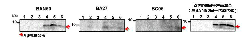 抗β-淀粉样蛋白抗体（BAN50/BNT77/BA27/BC05）