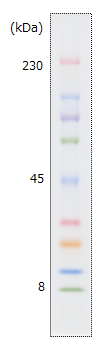AllView PAGE Buffer                              可大范围分离的SDS-PAGE用电泳缓冲液