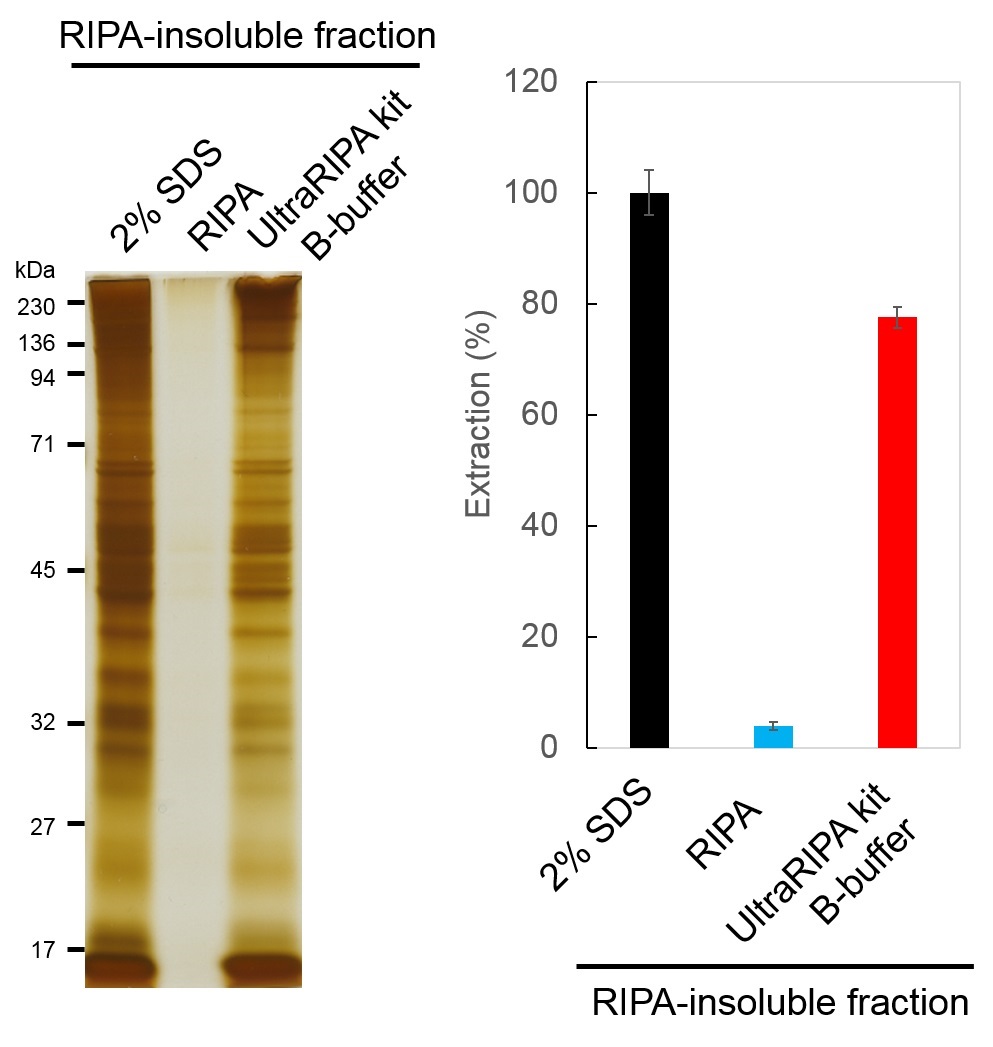 UltraRIPA 脂筏提取缓冲液套装                              UltraRIPA kit for Lipid Raft
