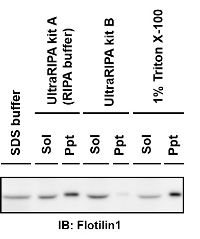 UltraRIPA 脂筏提取缓冲液套装                              UltraRIPA kit for Lipid Raft