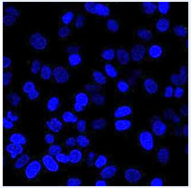 流感研究抗体 Anti Siaα2-3 单克隆抗体（HYB4）                              Anti Siaα2-3, Monoclonal Antibody (HYB4)
