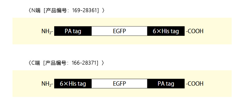 PA tag-EGFP-6×His tag，重组，溶液                              PA tag相关产品