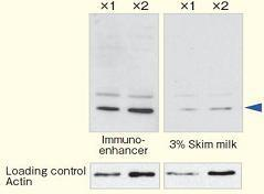 Immuno-enhancer                              仅需作为抗体稀释液即可起效！提高蛋白印迹和ELISA的检测灵敏度。