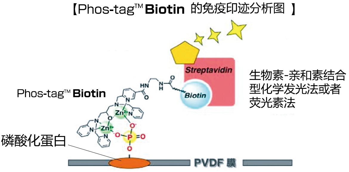 Phos-tag™ 生物素                              Phos-tag™ Biotin