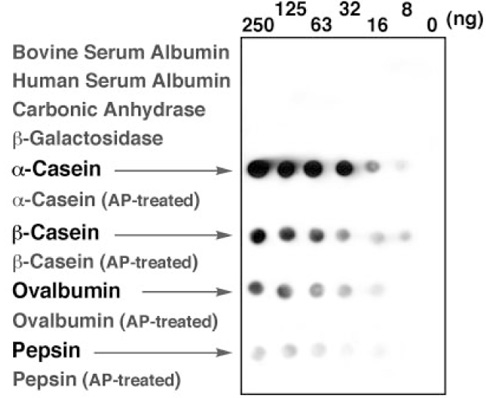 Phos-tag™ 生物素                              Phos-tag™ Biotin