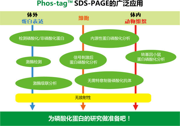 Phos-tag™ 生物素                              Phos-tag™ Biotin