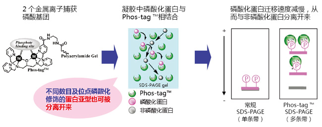 SuperSep Phos-tag™ 预制胶                              SuperSep Phos-tag™