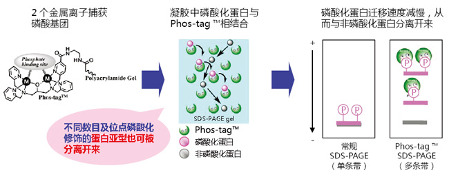 Phos-tag™ 琼脂糖                              Phos-tag™ Agarose