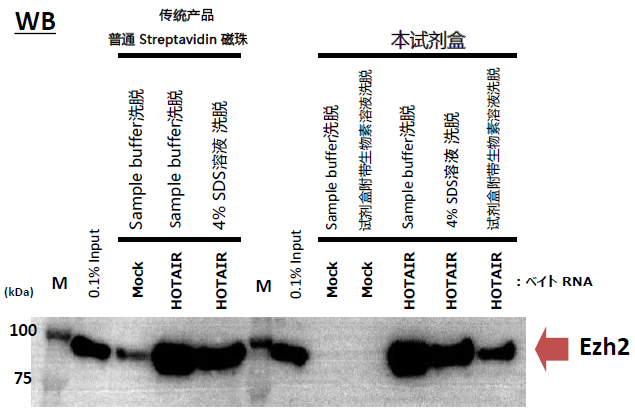 MagCapture™ RNA Pull Down检测试剂盒