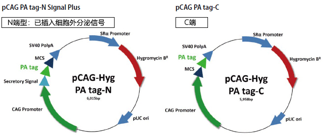 PA标签系统                              重组蛋白纯化检测用