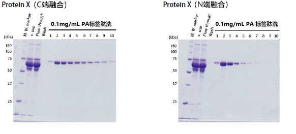 PA标签系统                              重组蛋白纯化检测用