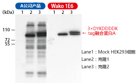亲和标签抗体系列                              重组蛋白纯化检测用