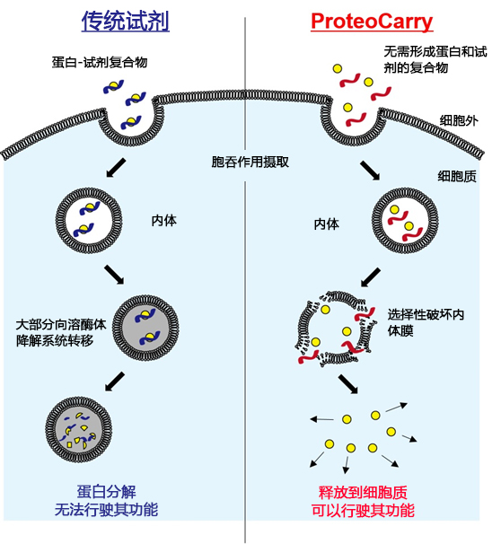 ProteoCarry ＜Protein Transfection Reagent＞                              无需预孵育！导入细胞质的蛋白转染试剂