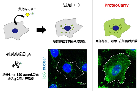 ProteoCarry ＜Protein Transfection Reagent＞                              无需预孵育！导入细胞质的蛋白转染试剂