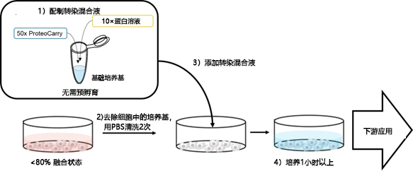 ProteoCarry ＜Protein Transfection Reagent＞                              无需预孵育！导入细胞质的蛋白转染试剂