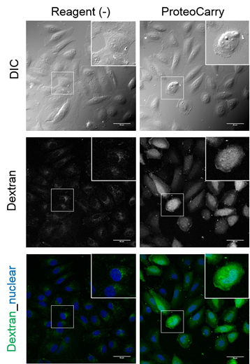ProteoCarry ＜Protein Transfection Reagent＞                              无需预孵育！导入细胞质的蛋白转染试剂