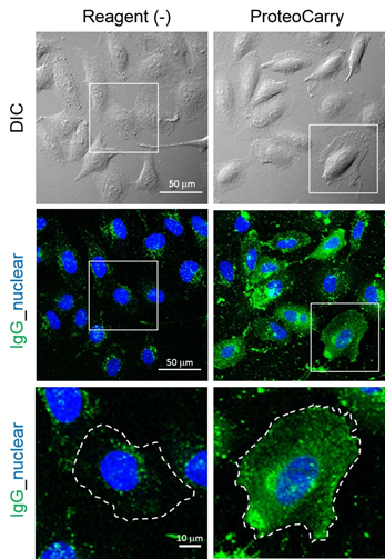 ProteoCarry ＜Protein Transfection Reagent＞                              无需预孵育！导入细胞质的蛋白转染试剂