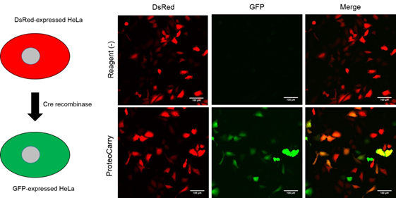 ProteoCarry ＜Protein Transfection Reagent＞                              无需预孵育！导入细胞质的蛋白转染试剂