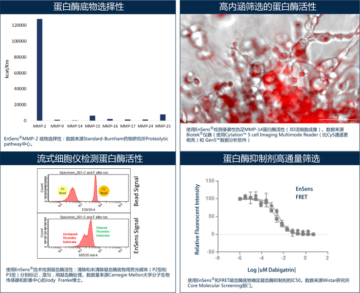 EnSens® 蛋白酶药物筛选                              EnSens® Protease Activity Kit