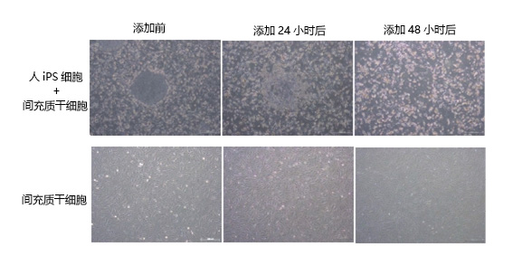 rBC2LCN                              人ES/iPS细胞 未分化标记