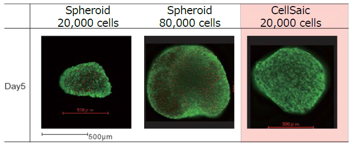Cellnest μ-piece                              由人I型胶原蛋白重组多肽形成的新型细胞支架