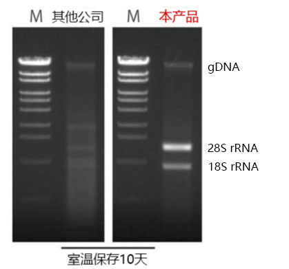 Gene Keeper RNA & DNA stabilization solution                              核酸提取用样品保存溶液