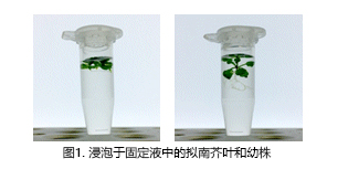 ClearSee®                              植物科学新技术 植物透明化试剂