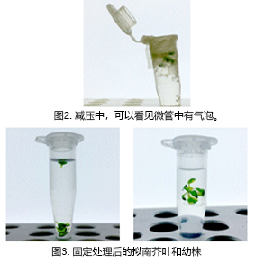 ClearSee®                              植物科学新技术 植物透明化试剂