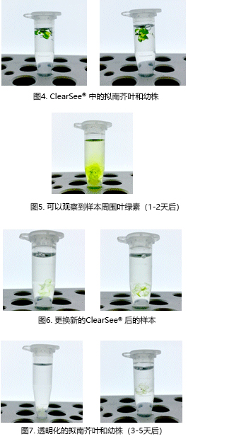 ClearSee®                              植物科学新技术 植物透明化试剂