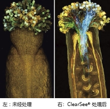 ClearSee®                              植物科学新技术 植物透明化试剂